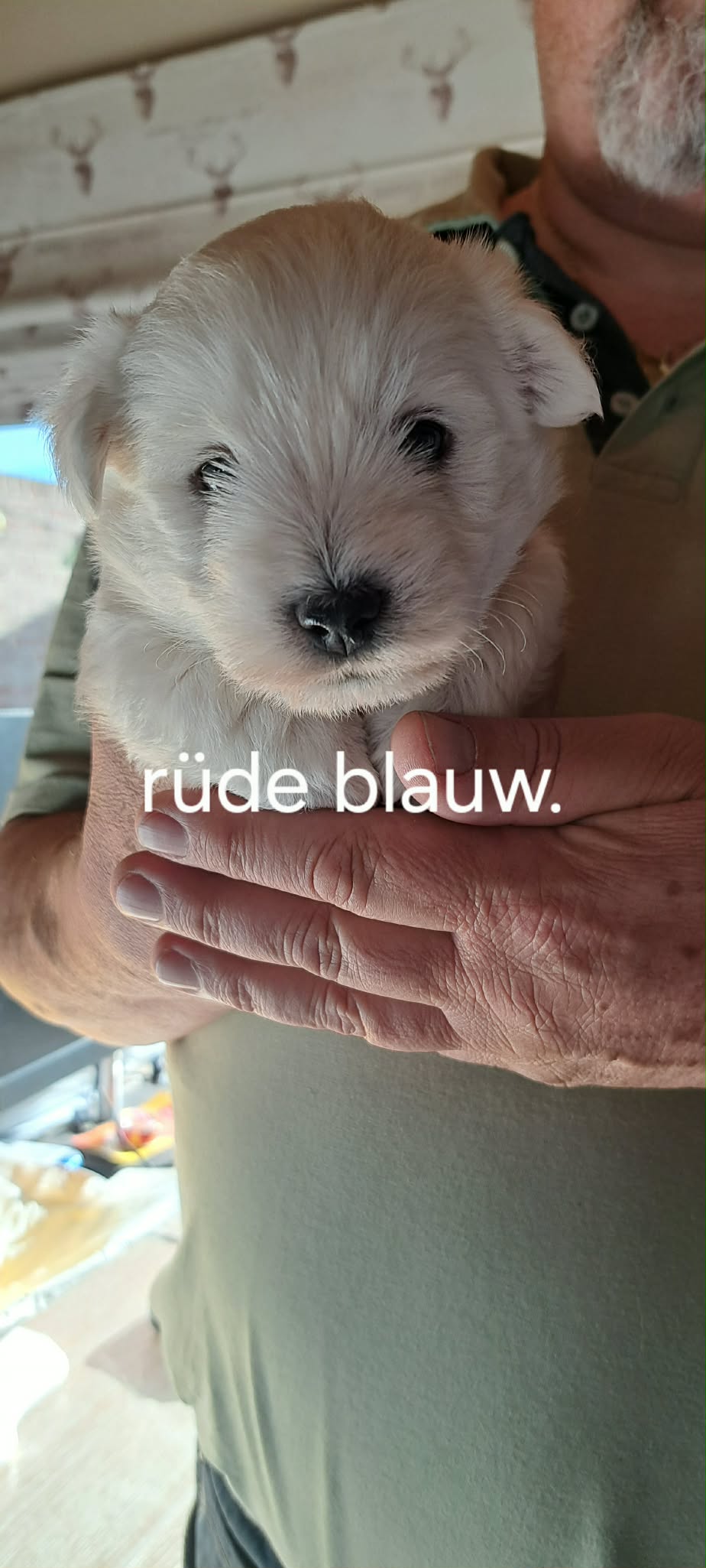 Edelweis of beauties Zinn